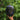 Complete Elfy Ultralight Hammock Sleep System - Remlite