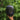 Complete Elfy Ultralight Hammock Sleep System - Remlite